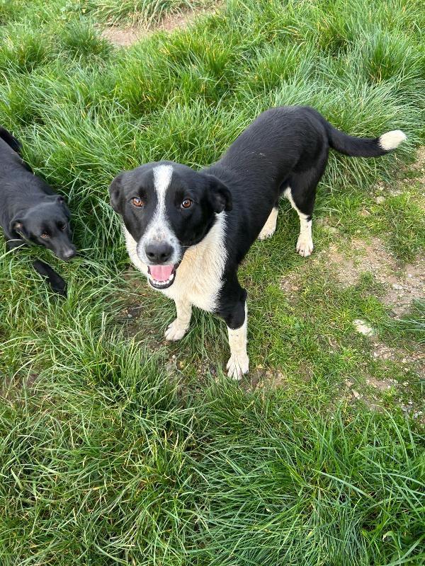 Alan, Giovane Cagnolino Salvato Dalla Strada, Ora In Box! 